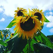 ひまわり face 撮り方次第で面白い写真になります 1枚目は毛長の犬か髭生やしたきも可愛いオジサンの顔に見えるぞ 2枚目は顔を左に傾けた恐ろしい怪物か妖怪に見えてくるぞ ひゃ ひまわりの顔 毛並み 色々な顔 髭生やした きも可愛い 怪物になる sunflower