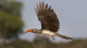 Brown Small Birds Of South Africa Flying Red Billed Hornbill Explored Red Bill South African Birds Hwange National Park