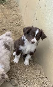 Welcome to greenfield puppies' german shepherd puppies page! Mini Australian Shepherd Puppies Ohio
