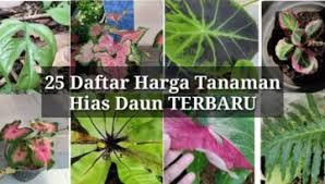 Selain dijadikan sebagai tanaman hias, bunga euphorbia juga. Jenis Tanaman Hias Daun Nama Bunga