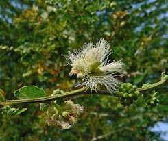 Image result for Pithecellobium