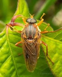 Image result for Rinorea ferruginea