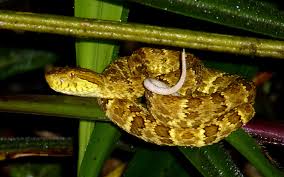 Image result for Bothrops punctatus
