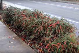 Image result for Berberis verruculosa