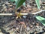 Image result for Basananthe parvifolia