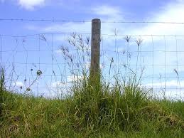 Image result for Chloris gayana