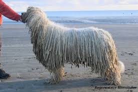 Image result for Komondor
