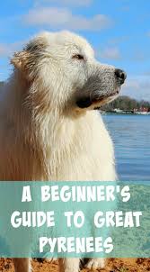 Great Pyrenees Info A Beginners Guide Its Dog Or Nothing