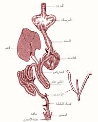 تشريح وصور Images?q=tbn:ANd9GcRPwwnjxsE8lgfyMZ0A7pT85pvKaKJWjWxt38huXrEHuWs9z8dC