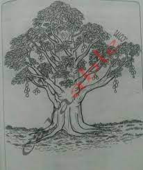 Check spelling or type a new query. Tes Psikotes Menggambar Pohon Mangga Pohon Berkambium Draw A Tree Test Dat Rahasia Penilaiannya Caraable Guide