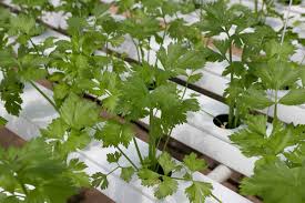 Leave the flowers alone, and within a month or less each white umbel will be full of coriander seeds. Growing Cilantro Indoors Coriander Dhaniya From Seed Gardening Tips