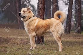 Alabai, diğer köpeklerle birlikte kalmaktan hoşlanmaz. Super Gross 105 Kg Junge Alabai Hund Posiert Im Park Lizenzfreie Fotos Bilder Und Stock Fotografie Image 36309364
