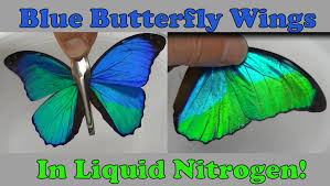 Blue morpho illustrations and clipart (4,529). The Blue Butterfly Effect Chemical Education Xchange
