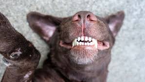 Folge deiner leidenschaft bei ebay! 40 Tips On How To Make Your Dog Happy Be The Best Dog Owner Ever