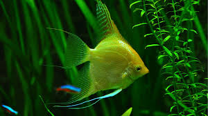 5 Best Led Light Fixtures For Your Planted Tank 2020 Updated Guide