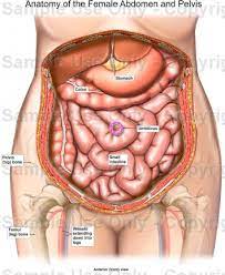 The diaphragm forms the upper surface of the abdomen. Human Anatomy Abdomen Female Anatomy Drawing Diagram