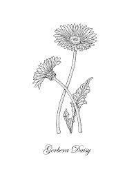 Erase the guide lines from the center of the flower. Gerbera Daisy Flower Botanical Drawing Drawing By Irina Sztukowski