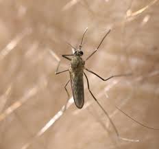 Mosquitoes are known to transmit serious diseases, including yellow fever, zika fever, malaria, filariasis, and dengue. Mosquitoes The Australian Museum