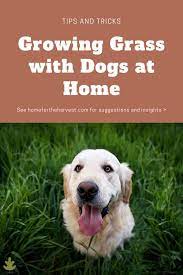 Growing Grass With Dogs Around Lawn Turf Tips For Pet Parents Growing Grass Growing Grass From Seed Planting Grass