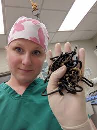 FYI: Cats/ kittens do love to play with hair ties, but they can create  blockages if swallowed