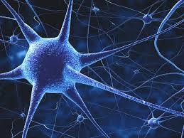 Which four body systems interact to allow a person to sneeze? Nervous System Science Quiz Quizizz