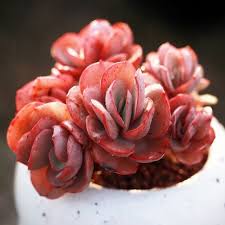 Money plants are widely used as an indoor plant in houses and offices because of its large attractive leaves. Echeveria Sunyan 9 99 Etsy Amatista Shop Wholesale Plants Wholesale Plant Nursery Plants