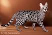 Savannah Cat for Sale | Savannah Kittens Available ...