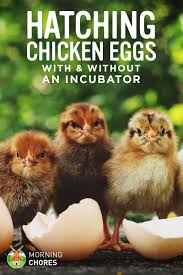 We have to strategically encourage nature to take the lead in hatching after we have done a little planning. Hatching Eggs How To Hatch Chicken Eggs With Without An Incubator