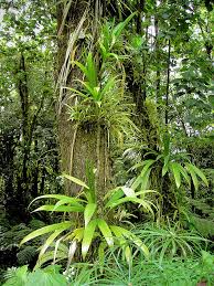 Rich Rainforest Habitat In Dominica Epiphyte Rainforest Habitat Plant Pictures