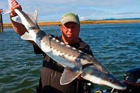 Oregon and sw washington rivers and oregon coastal rivers and bays for salmon, steelhead and sturgeon. Columbia River Sturgeon Fishing Best Fishing In America