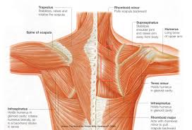 These can be signs of something serious, like a broken or dislocated bone, or a torn (ruptured) ligament or tendon. Shoulder N Neck Muscles The Pilates Works