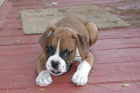 Get up to date information on how to take care of your puppy, as well as events we host and see the newest puppies we get in our store! Boxer Dog Puppy Price In India