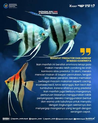 Ikan Manfish menjadi dasar inovasi dalam pengelolaan budidaya, dari  pengaturan nutrisi hingga optimasi kualitas air. Setiap temuan menjadi  langkah kecil menuju akuakultur Ikan hias yang lebih berkelanjutan.  @kkpgoid @bppsdm_kp #PanganBiru ...