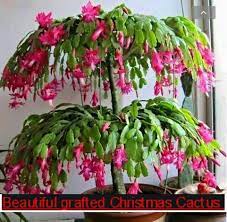 For example, this brazilian coastal plant (which is also known as schlumbergera) favors more humid. Christmas Cactus Plant Posts Facebook