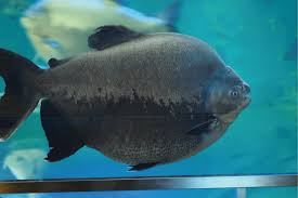 Bisa jadi pemakaian umpan kamu salah!! Terungkap Ikan Bawal Dan Pacu Itu Sama Kok Bisa Nakama Aquatics