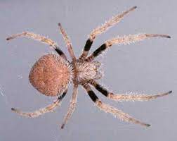 We did not find results for: Tropical Orb Weaver Spider Eriophora Ravilla C L Koch