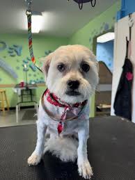 Hey guys it's Jenifer from Elsas Chop Shop LLC We still have some openings  this weekend and next. Remember we are open 7 days a week and weekends I'm  there as early