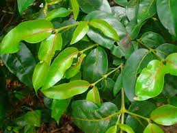 Image result for Pyrostria bibracteata