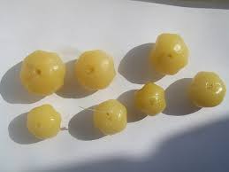 Image result for Phyllanthus hutchinsonianus