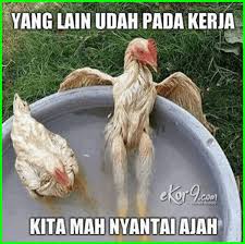 7 Gambar Ayam Dan Tulisan Kata Kata Lucu Dunia Fauna Hewan Binatang Tumbuhan Anjing Lucu Foto Lucu Gambar Lucu