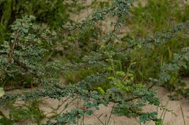 Image result for Acacia mellifera