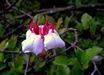 Image result for Strophanthus nicholsonii