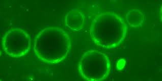 Learn how to unlock your nokia device for greater freedom. The University Of Oxford Are Unlocking Exciting New Approaches In Chemotherapy And Radiotherapy Using Ultrasound Born To Engineer