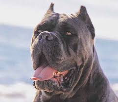 (san jose) hide this posting restore restore this posting. Cria De Cane Corso Venta De Cane Corsos Comprar Cachorros Cane Corso Online