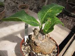 Image result for Fockea multiflora