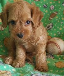 Ask questions and learn about cockapoos at nextdaypets.com. Cockapoo Puppies In Waseca Mn