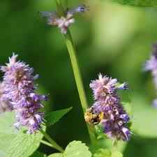 Image result for Anisophylleaceae