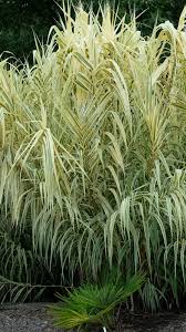 Image result for Arundo