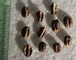 Image result for Ampelocissus multistriata