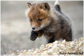 Little Baby Fox Babyfox Littlefox Cutefox Sweetfox Funnyfox Babyanimals Cuteanimals Sweetanimals Fox Pups Baby Animals Cute Animals
